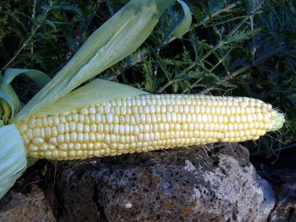 Pearl Ultrasweet corn (currently reselecting)